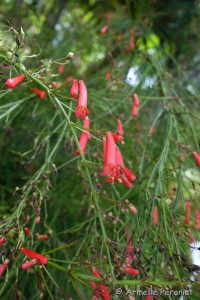 Guadeloupe Août 2015-02721  